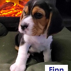 Thumbnail photo of Finn-ADOPTION PENDING #3