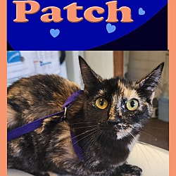 Photo of Patch