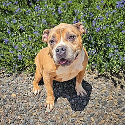 Thumbnail photo of Faithful Ms Fancy ~ Pocket American Bully #3