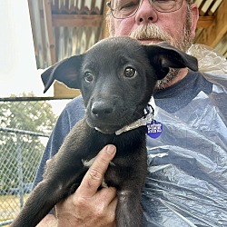 Thumbnail photo of IMOGENE  11 POUND PUPPY  FOSTERED IN NEW JERSEY #4