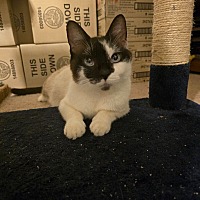 adopt a pet