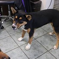 adopt a pet