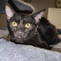 adopt-pet