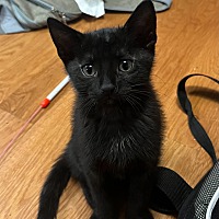 adopt-pet