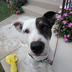 Reggie, Dalmatian Pit Bull Terrier