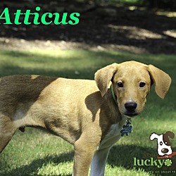 Thumbnail photo of Atticus #3