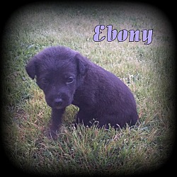 Thumbnail photo of Ebony #3