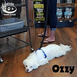 Thumbnail photo of Ozzy - Adopted June 2017 #2
