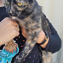 Thumbnail photo of Little Tortie for Adoption #2