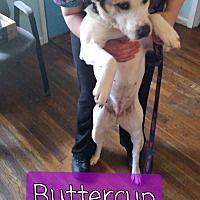 Photo of Butter Cup