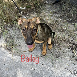 Photo of Bailey