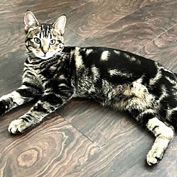 Photo of KITTEN TIA