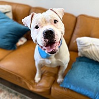 adopt a pet