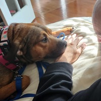 adopt a pet