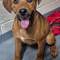 adopt a pet