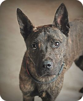 Marietta Ga Dutch Shepherd Meet Benito A Pet For Adoption