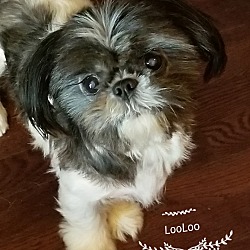 Photo of LooLoo