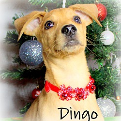 Thumbnail photo of Dingo ~ meet me! #3