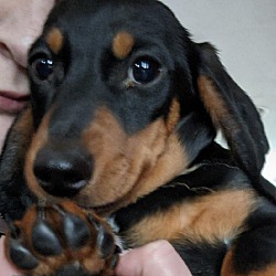 Thumbnail photo of Sven-pending adoption #1