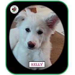 Thumbnail photo of Kelly - ADOPTED!!! #3