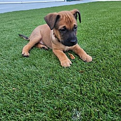 Photo of Coco Bean