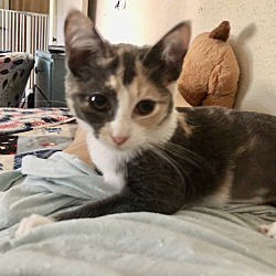 Thumbnail photo of Patches (Sister of Blondie) #2