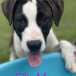 Thumbnail photo of Ellie Mae #1