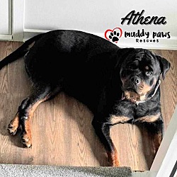 Thumbnail photo of Athena (Courtesy Post) #1