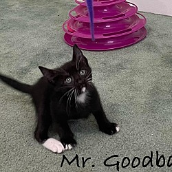 Thumbnail photo of Mr Goodbar #2