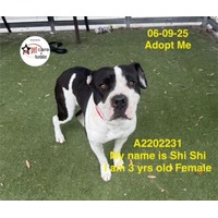 adopt a pet