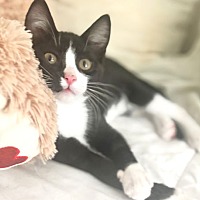 adopt a pet