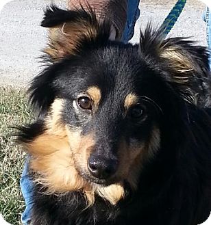 spring valley shelties