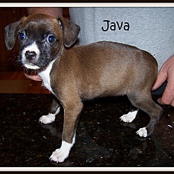 Thumbnail photo of Java #1