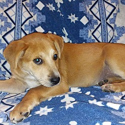 Thumbnail photo of Sassy (adoption pending) #4