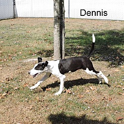 Thumbnail photo of Dennis #3