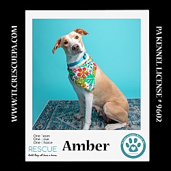 Thumbnail photo of Amber (Mom to Amber's Fire Pups) 021024 #2