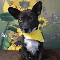 Photo of Ponga