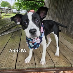 Photo of Arrow