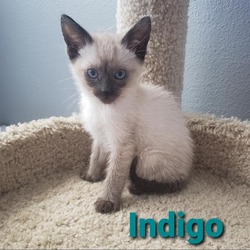 Photo of Indigo