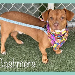 Thumbnail photo of CASHMERE #1