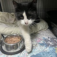 adopt a pet
