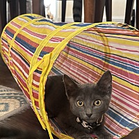 adopt a pet