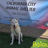 adopt a pet
