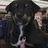 adopt-pet