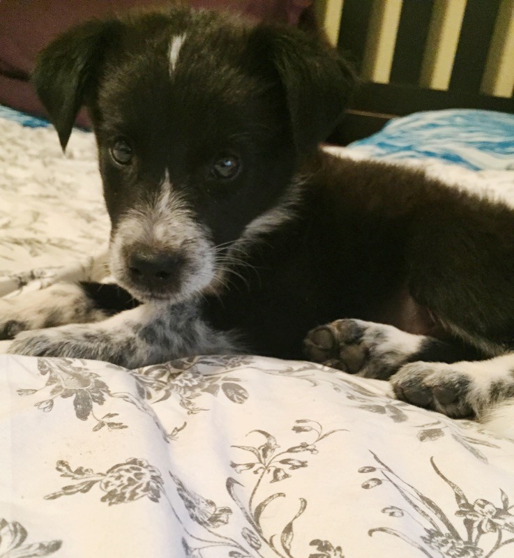 Phoenix Az Australian Shepherd Meet Oreo A Pet For Adoption