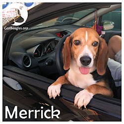 Thumbnail photo of Merrick #1