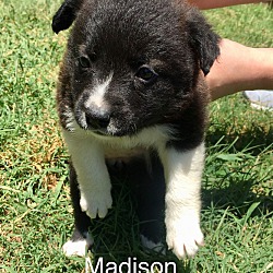 Thumbnail photo of Madison #2