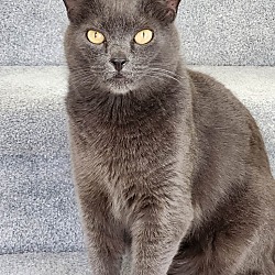 Photo of Maestro