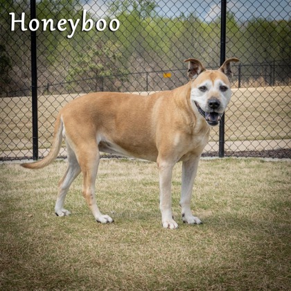 Photo of HoneyBoo - ask about me, i'm in a foster home