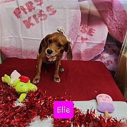 Photo of Elle